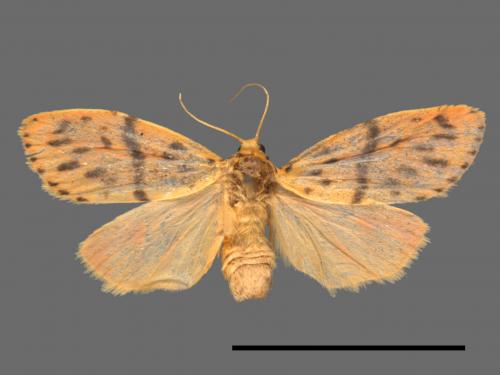 Asura acteola[台條紋豔苔蛾][00047689]