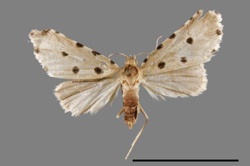 Metaemene atrigutta maculata[麗夜蛾][00009065]