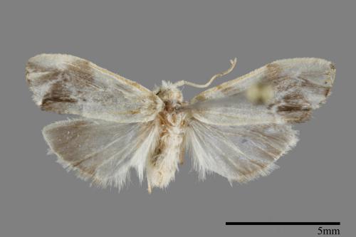 Palaeopsis squamifera[褐影白苔蛾][00093321]
