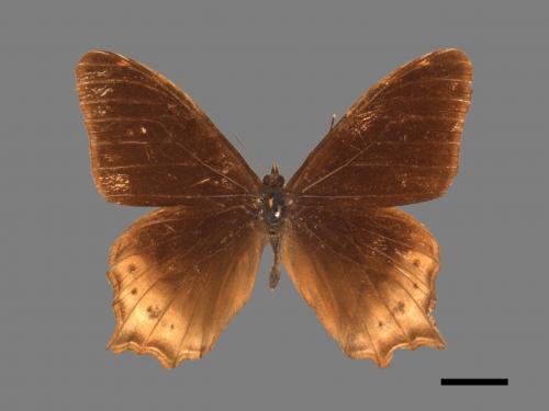 Zophoessa dura neoclides[白尾黑蔭蝶][00015335]