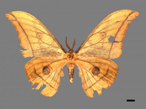 Antheraea yamamai superba[大透目天蠶蛾][00016042]