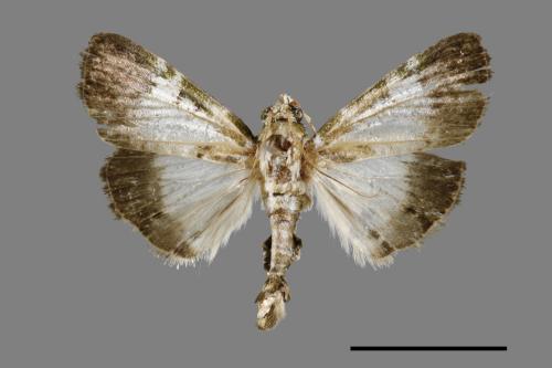 Teliphasa albifusa[00065703]