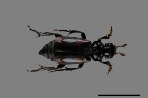 Nicrophorus nepalensis[橙斑埋葬蟲][00091289]