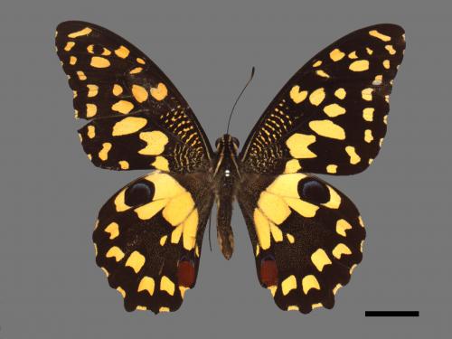 Papilio demoleus[無尾鳳蝶][00013727]