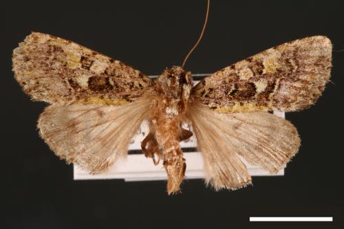 Euplexidia pallidivirens[00001925]