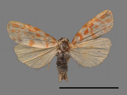 Cyana effracta posilla[紅斑苔蛾][00039946]
