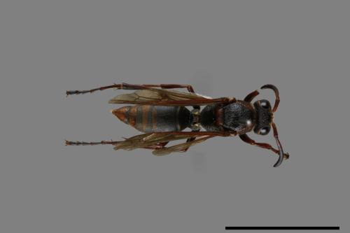 Polistes eboshinus[姬長腳蜂][00072604]