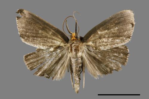 <已分類>Family：Pyralidae[螟蛾科][00066684]