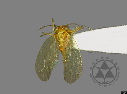 <已分類>Family：Psyllidae[木蝨科][00078161]