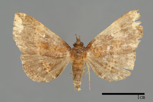 Adrapsa bupalistis[00009997]