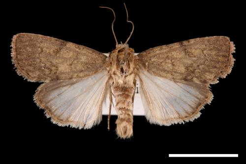 Spodoptera pecten[梳灰翅夜蛾][00032051]