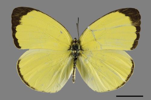 Eurema blanda arsakia[臺灣黃蝶][00093750]