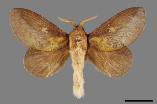 Euthrix laeta[竹黃枯葉蛾][00120350]