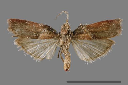 <已分類>Family：Pyralidae[螟蛾科][00063953]