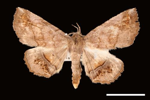 Pangrapta plumbilineata[00007880]