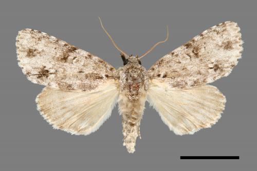 Acronicta albistigma[00000515]
