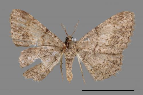 Psilalcis breta rantaizana[巒大山小尺蛾][00014846]