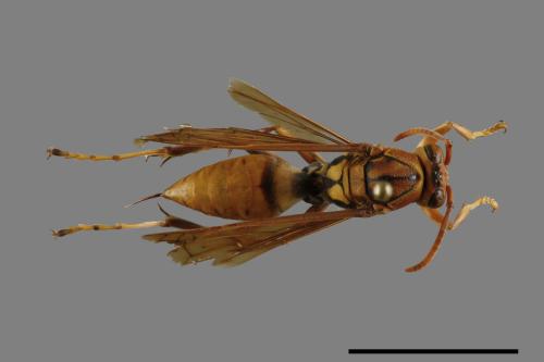 Polistes formosanus[00094663]