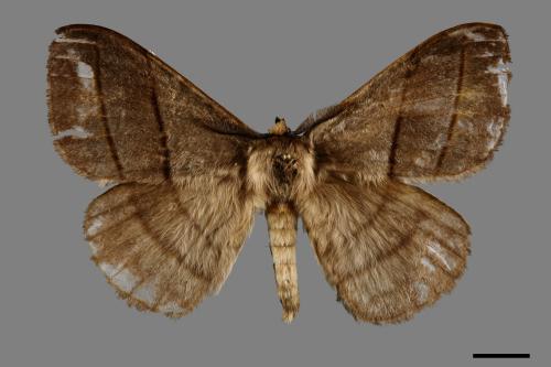 Palirisa cervina formosana[褐帶蛾][00091282]