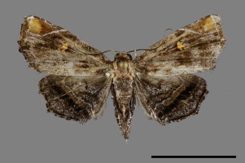 <已分類>Family：Noctuidae[夜蛾科][00091837]