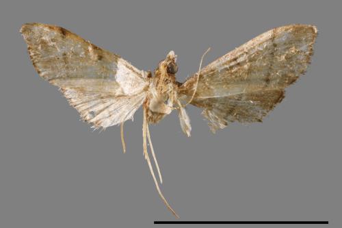<已分類>Family：Crambidae[草螟科][00023076]