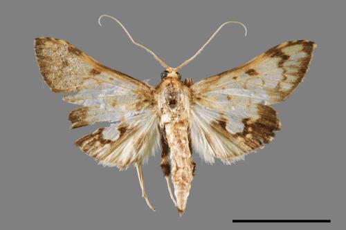 <已分類>Family：Crambidae[草螟科][00053444]