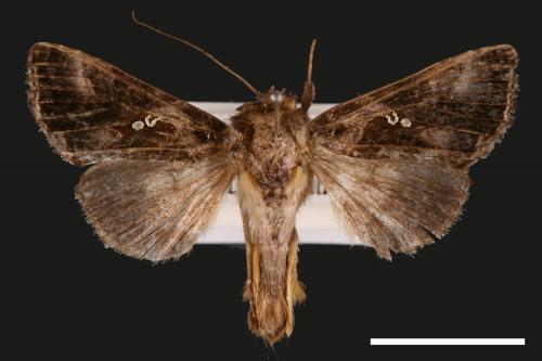 Chrysodeixis minutus[00028334]