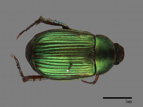 Anomala aulacoides[藍帶條金龜][00041732]