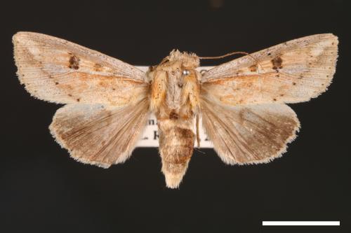 Mythimna albomarginata rubea[白緣秘夜蛾][00001538]