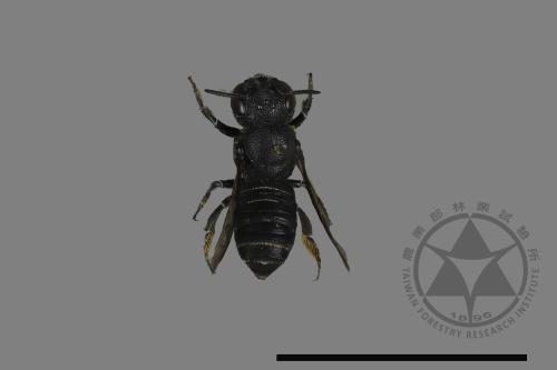 Megachile spissula[細切葉蜂][00104562]