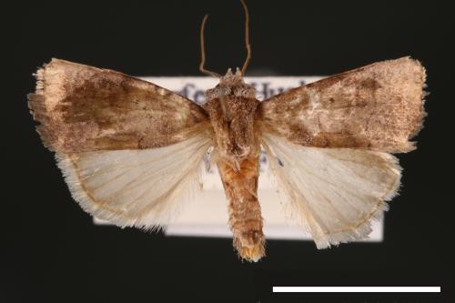 Athetis cognata[00003228]