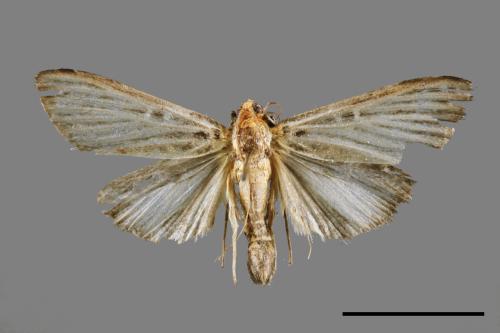 Tyspanodes hypsalis[00065611]