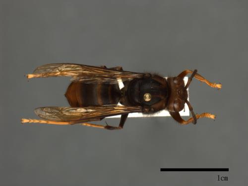 Vespa velutina[黃腳虎頭蜂][00098988]