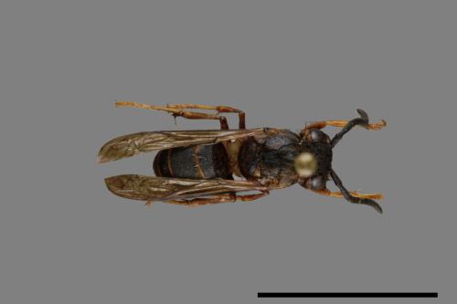 Vespula flaviceps[細黃胡蜂][00073275]