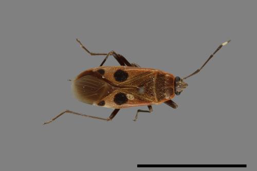 Physopelta parviceps[東亞斑紅椿][00079672]