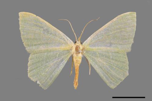 Thalassodes immisarius opalinus[粗脛翠尺蛾][00024607]