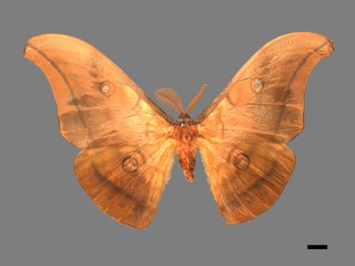 Antheraea yamamai superba[大透目天蠶蛾][00016056]