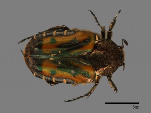 Taeniodera nigricollis viridula[黑斑陷紋金龜][00081514]