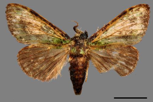 Somera viridifusca viridifusca[瑟舟蛾][00047312]