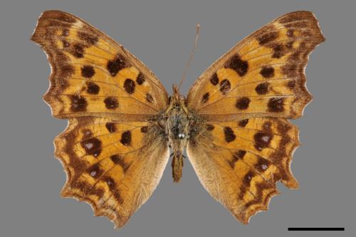 Polygonia c-aureum lunulata[黃蛺蝶][00014181]