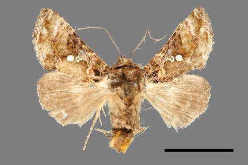 Chrysodeixis taiwani[臺灣錁夜蛾][00003541]