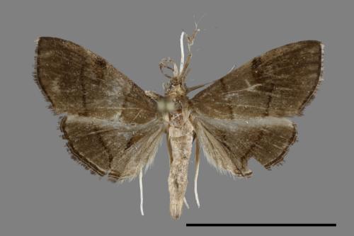 <已分類>Family：Crambidae[草螟科][00100466]