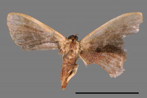 <已分類>Family：Geometridae[尺蠖蛾科][00087529]