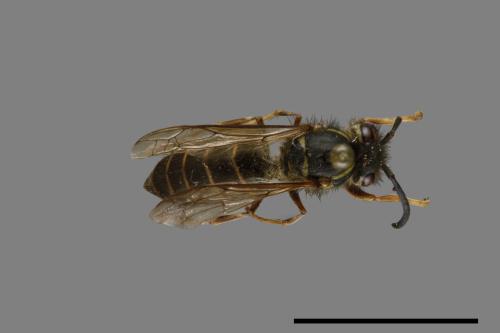 Vespula flaviceps[細黃胡蜂][00073042]