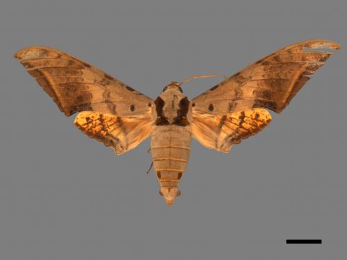 Ambulyx sericeipennis[臺灣鷹翅天蛾][00017417]