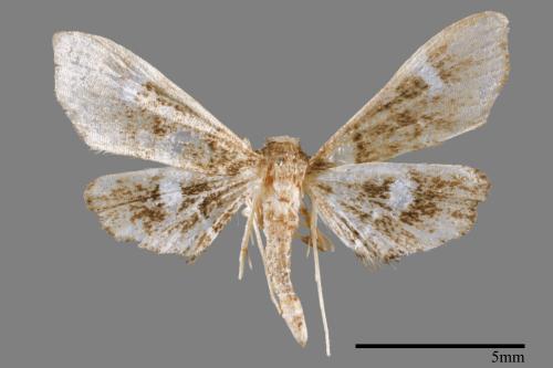 <已分類>Family：Crambidae[草螟科][00064029]
