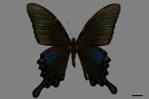 Papilio bianor thrasymedes[烏鴉鳳蝶][00014654]