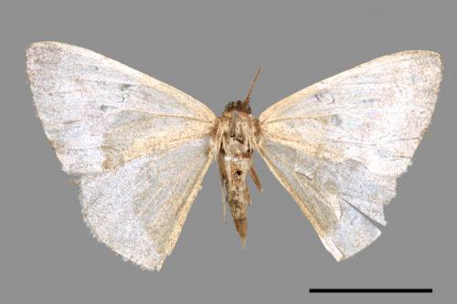 Lomographa platyleucata marginata[鉛灰素尺蛾][00051975]