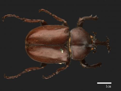 Allomyrina dichotomus[獨角仙][00086133]