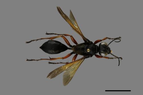<已分類>Order：Hymenoptera[膜翅目][00100930]